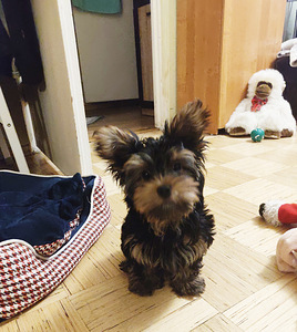 Yorkshire terrier (2 foto / 3)