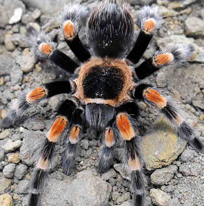 Mehhiko Punapõlv Tarantel (6 cm, Emane) (3 foto / 3)