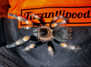 Mehhiko Punapõlv Tarantel (6 cm, Emane) (1 foto / 3)