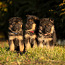Vokiečių aviganio šuniukai (nuotrauka #3)