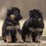 Vokiečių aviganio šuniukai (nuotrauka #4)