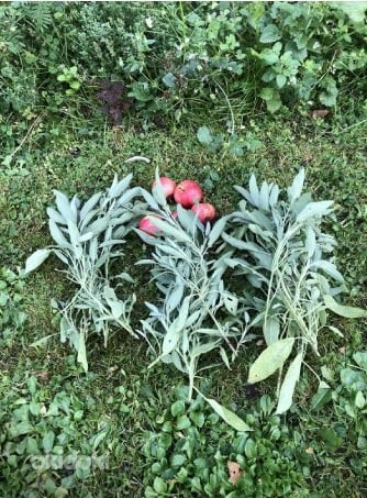 ШАЛФЕЙ Свежесрезанный (Salvia officinalis)