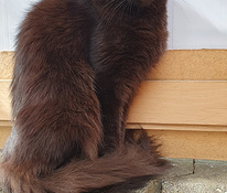 Mainecoon naaras