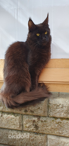 Mainecoon naaras