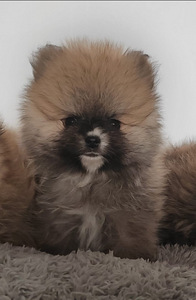 Pomeranian urospenttu (1 valokuva sivusta 1)