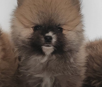 Pomeranian urospenttu