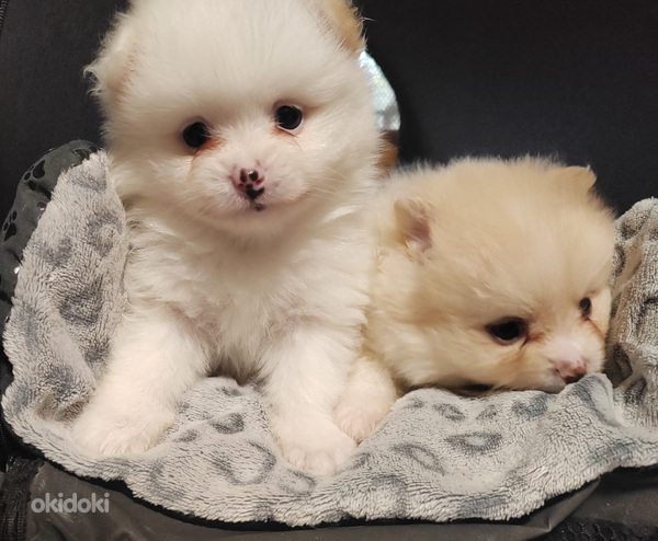 Pomeranian /Kleinspitz pentuja