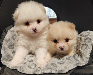 Pomeranian /Kleinspitz pentuja (4 valokuva sivusta 6)