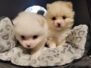 Pomeranian /Kleinspitz pentuja (5 valokuva sivusta 6)
