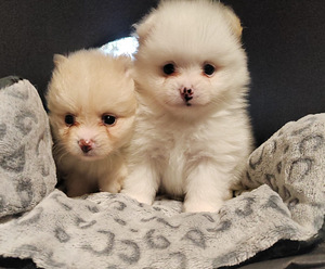 Pomeranian /Kleinspitz pentuja (6 valokuva sivusta 6)