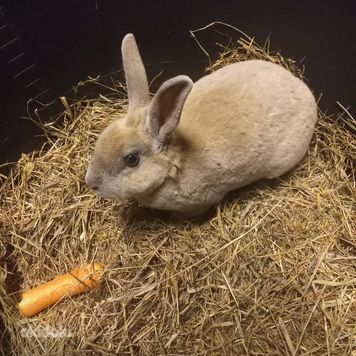 Самка маленького мехового кролика рекса (фото #1)