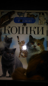 Детская энциклопедия "Кошки"