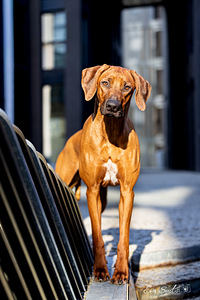 Rhodeesia Ridgeback`i kutsikad (2 foto / 5)