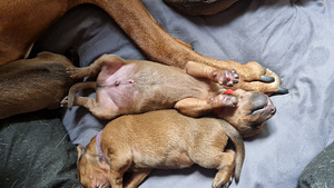 Rhodeesia Ridgeback`i kutsikad (4 foto / 5)