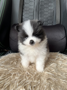 Pomeranian kutsikas (2 foto / 4)