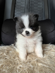 Pomeranian kutsikas (3 foto / 4)