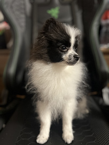 Pomeranian spits kutsikas (2 foto / 5)