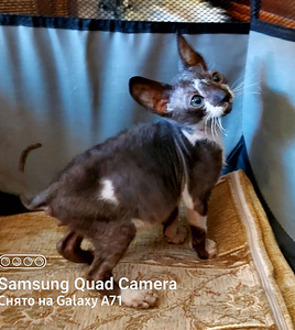 Kassipojad Cornish Rex (3 foto / 4)