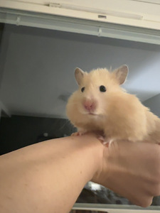 Hamster ajutiseks hoidmiseks (5 foto / 6)