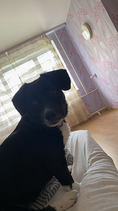 Annan koera ära (1 foto / 2)