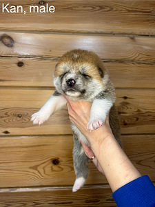 Akita inu suniukai (3 nuotrauka iš 6)