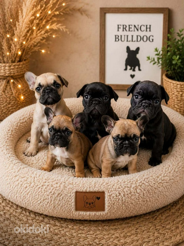 Prantsuse buldog