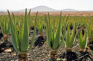 Madrats Medic Max Aloe Vera 80,90,120,140,160,180 x 200cm (10 foto / 10)
