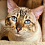 Бенгальский кот (фото #4)