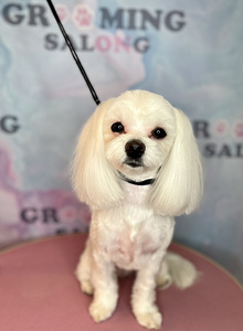 Grooming salon (4 foto / 9)