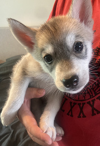 Siperianhuskyn pennut (2 valokuva sivusta 4)