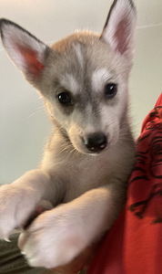 Siperianhuskyn pennut (3 valokuva sivusta 4)