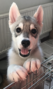 Siperianhusky narttu pennut (1 valokuva sivusta 4)