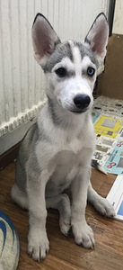 Siperianhusky narttu pennut (2 valokuva sivusta 4)