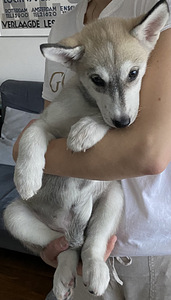 Siperianhusky narttu pennut (4 valokuva sivusta 4)