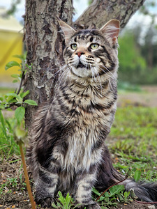 Tõutunnistusega noor Maine Coon (1 foto / 4)