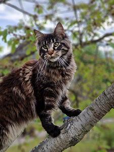 Tīršķirnes jauni Maine Coons ar ciltsrakstiem. (2 foto no 4)