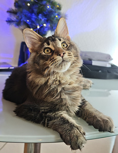 Чистокровный молодой мейнкун с родословной. (1 фото из 7)