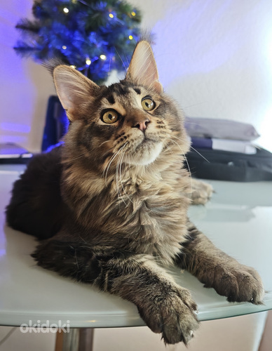 Tīršķirnes jauni Maine Coons ar ciltsrakstiem.