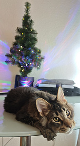 Чистокровный молодой мейнкун с родословной. (2 фото из 7)