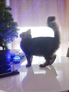 Чистокровный молодой мейнкун с родословной. (7 фото из 7)