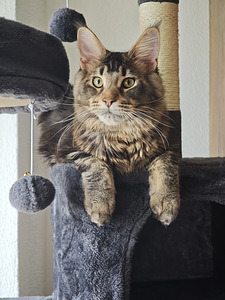 Чистокровный молодой мейнкун с родословной. (2 фото из 7)