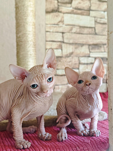 Elite line Canadian sphynx (1 foto no 5)