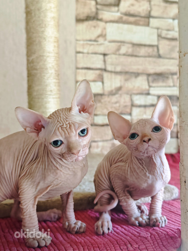 Elite line Canadian sphynx