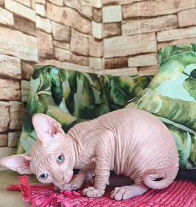Elite line Canadian sphynx (2 foto no 5)