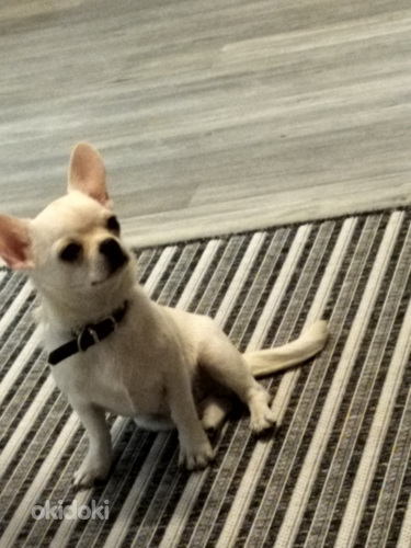 Chihuahua pentu (valokuva #1)