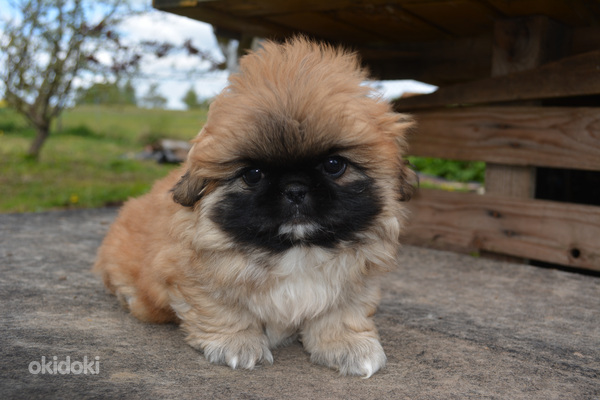 Pekinas (nuotrauka #2)