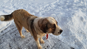 Kesk aasia lambakoerad (2 foto / 7)