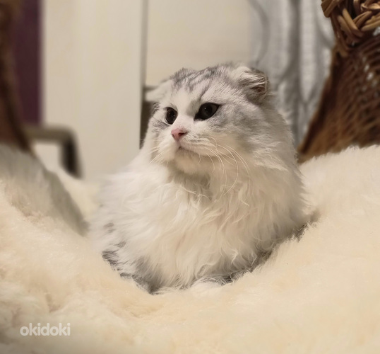 Scotish котята