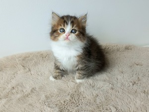 Scottish Straight котята (1 фото из 9)