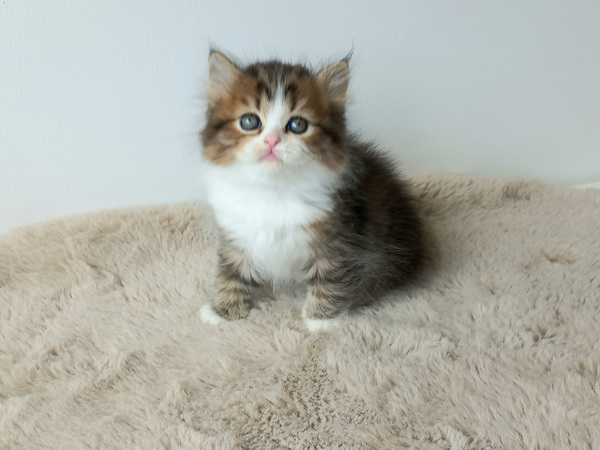 Scottish Straight котята
